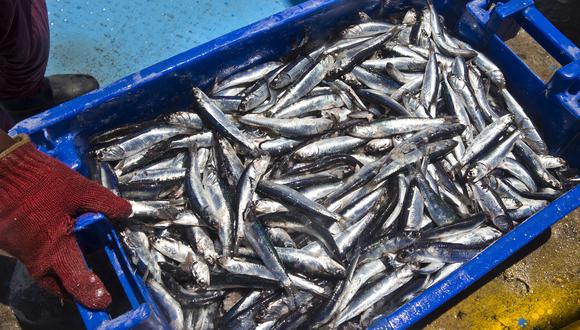 Se ha capturado 955,196 toneladas de anchoveta de las 2,786,000 toneladas de la cuota asignada. (Foto: Produce)