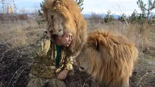 Hombre sorprende a miles al jugar tranquilamente con enormes leones