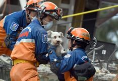 Terremoto en México: Cinco días después de la tragedia rescatan ocho perros ilesos [VIDEO]