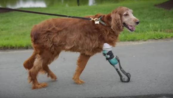 Le colocaron una prótesis y hoy vive como cualquier otro perro. (Mashable)
