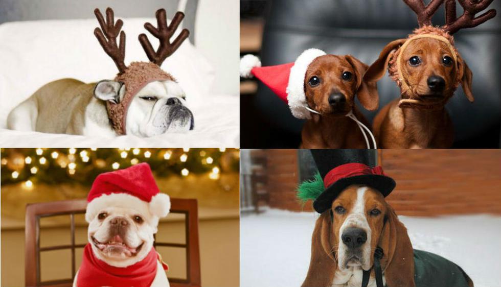 Diviértete con esta galería de disfraces caninos para la Navidad. (Fuente: Pinterest)
