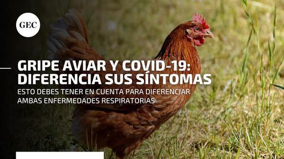 Avian flu in Peru: What is the difference between its symptoms and those of COVID-19?