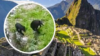 Se registra a mamá oso de anteojos y su cría paseando por las áreas de Machu Picchu en Cusco | VIDEO