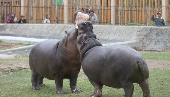 Celebra el Día del Hipopótamo en el Parque de las Leyendas. (Municipalidad de Lima)