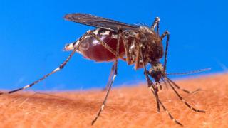 ¡Alarmante! Cifra de muertos por dengue sube a 31 en Piura