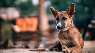 Estados Unidos: Alarma por misteriosa enfermedad que causa muerte de perros