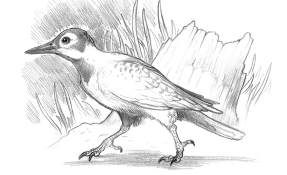 Descubren un pájaro carpintero de 30 mil años de antigüedad en Argentina (Difusión)