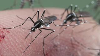 Zika, el nuevo virus que no tiene cura y podría ingresar al Perú