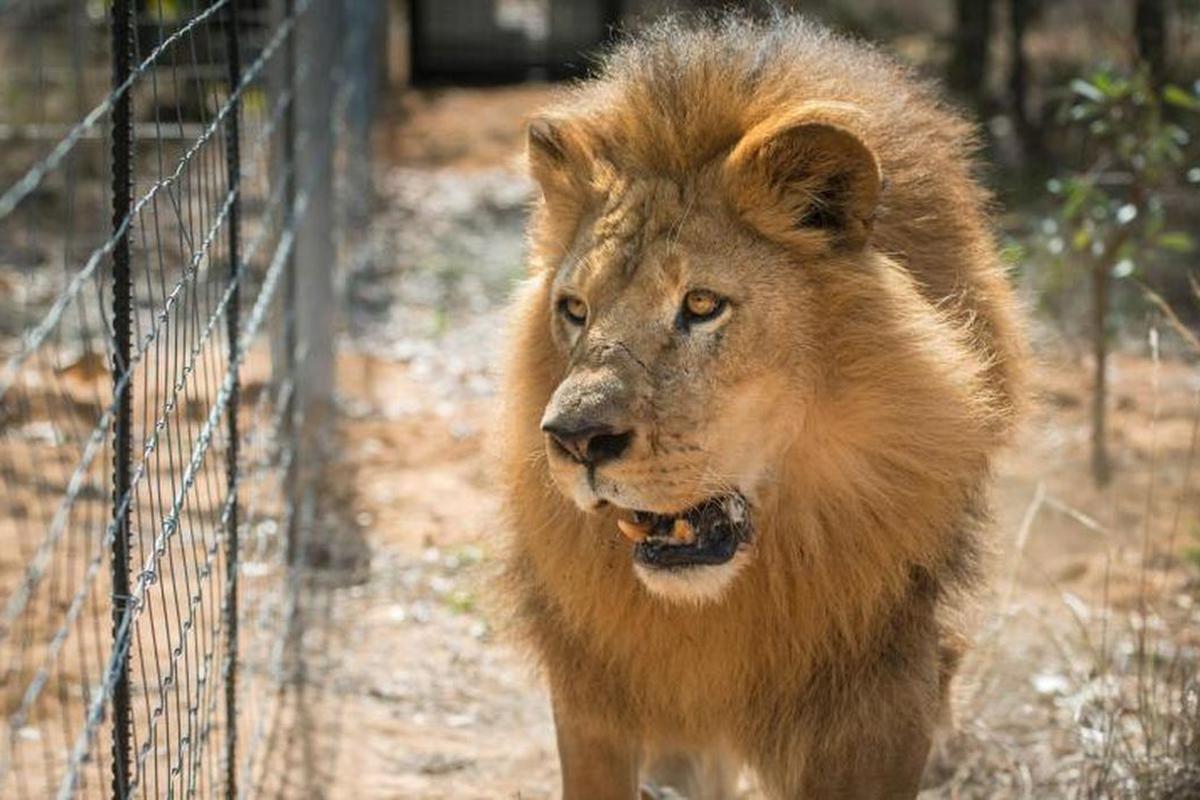 Hombre muere tras ser atacado por leones en una reserva de Sudáfrica |  MUNDO | PERU21