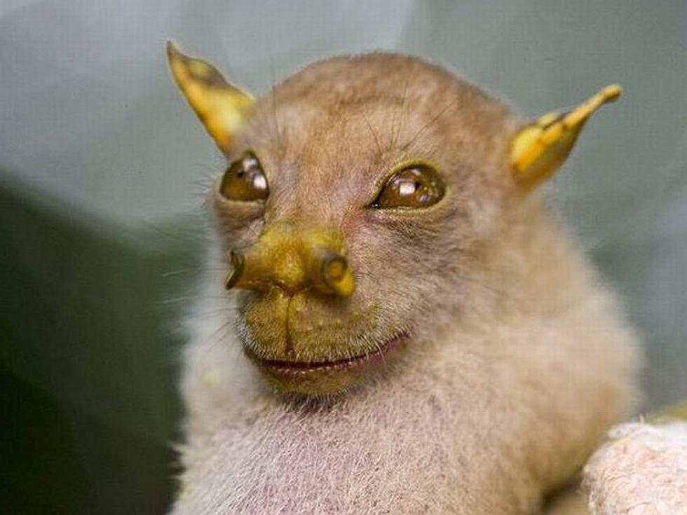 Murciélago ‘Yoda’. Fue descubierto en 2009, en Papúa Nueva Guinea, se alimenta de fruta. (National Geographic)