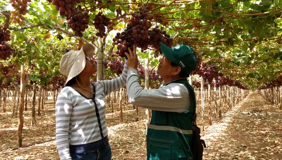 Perú es el tercer país exportador mundial de uva fresca. (Foto: Minagri)