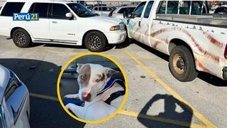¡Animal al volante! Perrito arranca una camioneta y choca contra dos coches en Texas