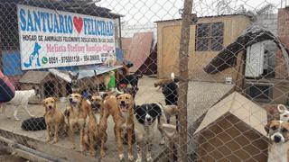 ALERTA: Albergue de perros de Lurín está por cerrar por falta de ayuda económica [FOTOS]