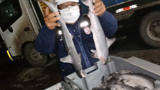 Lambayeque: incautan 230 kilos de tiburón martillo que era comercializado de manera ilegal