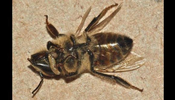 Las larvas nacen de los cadáveres de las abejas. (elmundo.es)