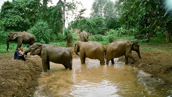 Noi Na es una elefanta de 70 años parcialmente ciega. A través de su historia, la producción expone las condiciones a las que cada elefante asiático es sometido. (Difusión)