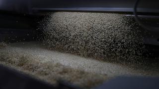 Productores de quinua en Apurímac lograrán exportar 22 toneladas a Alemania