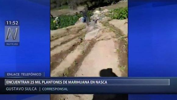 Este ilegal sembrío tenía en total 25 mil 800 plantones de marihuana y era vigilado por otras personas que no pertenecían al lugar. (Foto: Captura Canal N)