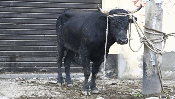 Pareja que robó toro y pretendió venderlo fue condenada a cuatro meses de prisión en Puno. (USI/Referencial)