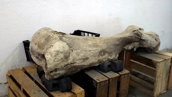 Restos fósiles de un mamut, hallados en la población de San Francisco Totimehuacán, en el estado de Puebla. (Foto: EFE)