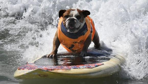 Perros surfistas causaron sensación en las playas de Los Ángeles (Getty Images)