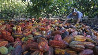 Gobierno trabaja para cacao peruano cumpla estándares de la Unión Europea