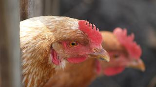 Autoridades holandesas sacrifican 190.000 gallinas y pollos tras aparición de foco de gripe aviaria en dos granjas