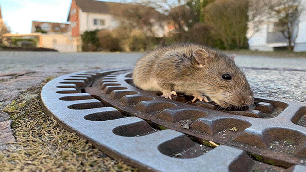 Bomberos rescataron a roedor que quedó atrapado en tapa de alcantarilla. (Facebook Berufstierrettung Rhein Neckar)