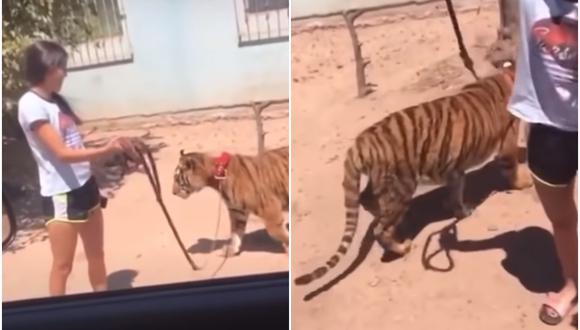 Una chica fue captada paseando a un tigre de bengala con una correa. Ocurrió en el municipio de Guasave, en Sinaloa (México). (Foto: Arturo López Canelo / YouTube)