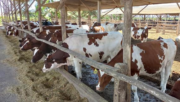 Los ganaderos lecheros se vieron afectados por la crisis alimentaria./ Foto: Difusión
