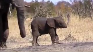 Turista graba un elefante sin trompa y miles expresan su preocupación [VIDEO]
