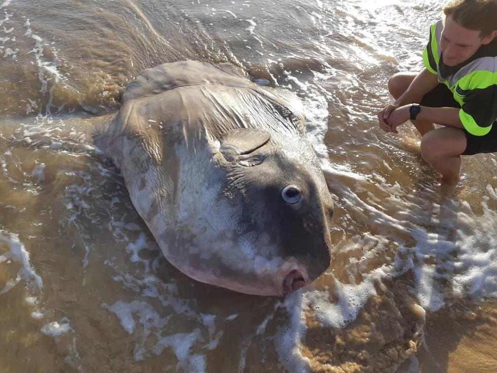 Australia: Un monstruoso pez luna apareció en playa australiana. (Facebook/Linette Grzelak)
