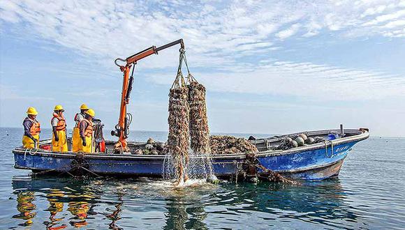 Sanipes dispuso cierre del área de producción de moluscos en el Callao. (Foto: Sanipes)