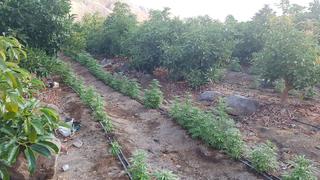 Incautan más de 7,500 plantaciones de marihuana en Huaral