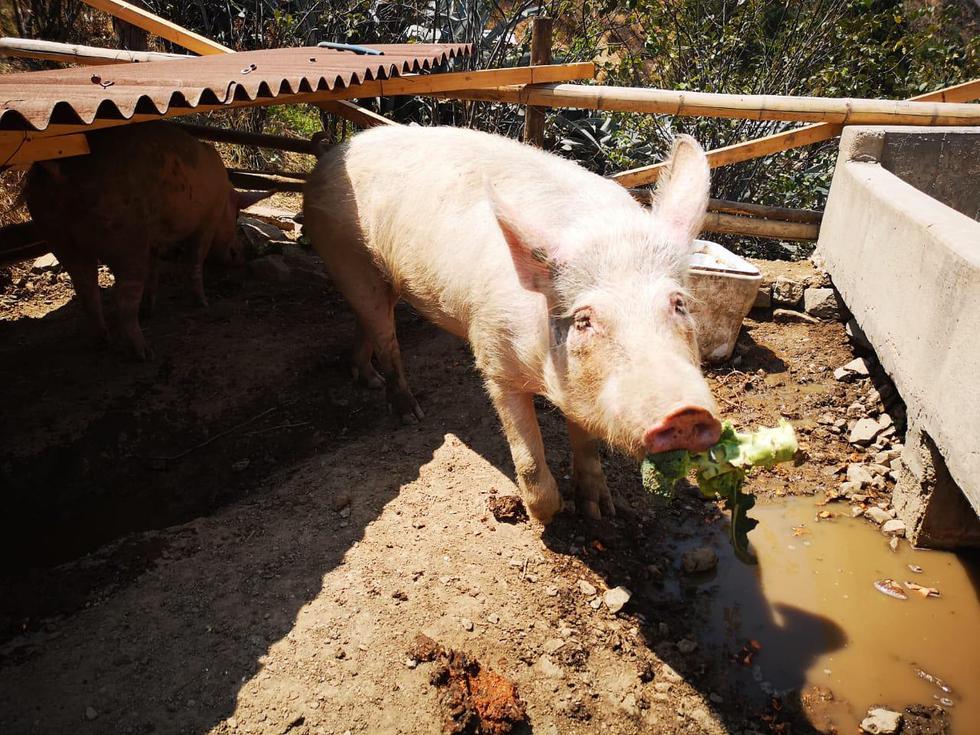 Vegetarianos se unen para salvar a 'Porky' 'Petunia' y 'Pitusa'. (Unión Vegetariana del Perú)