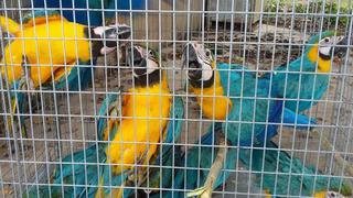 Rescatan a más de 1,500 aves de traficantes de animales silvestres