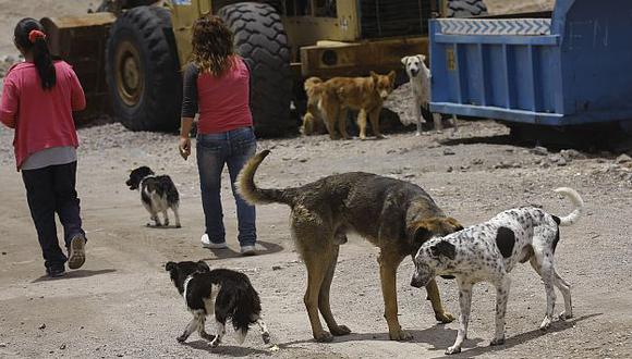 Vacunarán a 212 mil perros contra la rabia en Arequipa. (USI)