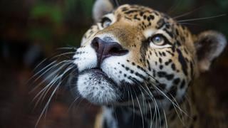 Día Mundial de los Animales: Al menos 500 jaguares resultaron afectados tras los incendios registrados en la Amazonía