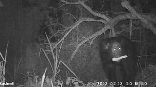 Uganda: Chimpancés son descubiertos infraganti robando en cultivos de maíz