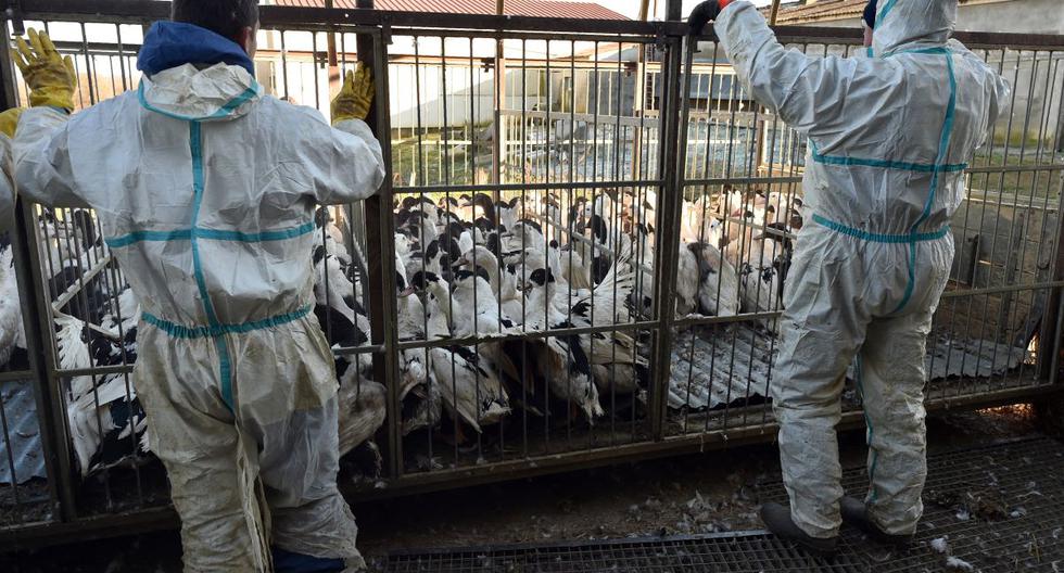 Imagen referencial. El virus de la gripe aviar está presente en varios países europeos, entre ellos Francia, donde millones de animales fueron sacrificados para frenar su progresión.
(REMY GABALDA / AFP).