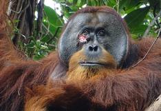 ‘Rakus’, el primer orangután que ha sido captado curándose una herida con una planta medicinal 