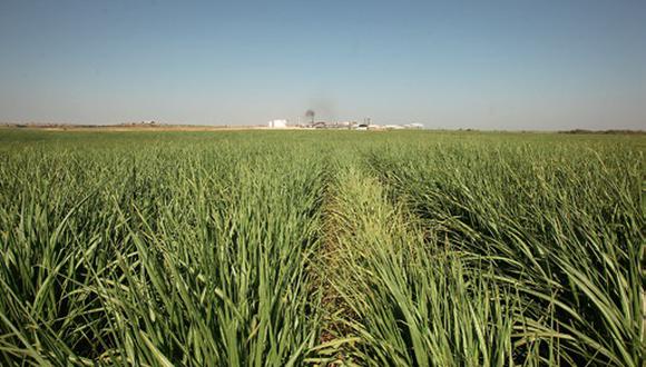 La industria azucarera ha tenido que recuperarse del daño de la reforma agraria. Aquí campos de Caña Brava. (GEC)