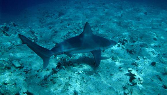 Una mujer muere tras ser agredida por un tiburón en una isla en el Caribe. (AFP).