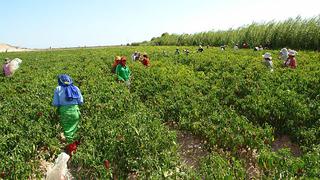 FAO: Perú invertirá S/.905 millones para apoyar la agricultura familiar
