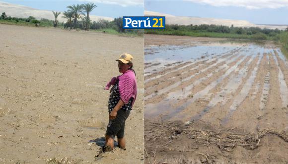 Cultivos en peligro. (Foto: Composición Perú21 / Andina)