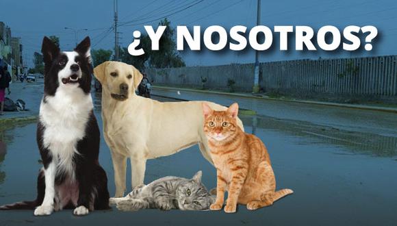 ¿Qué hacer con tus mascotas al momento de una emergencia? Prácticos consejos. (Perú21)