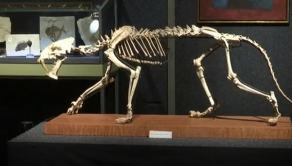 El fósil de un tigre de dientes de sable fue vendido en Ginebra por 84,200 dólares. (Referencial)