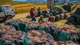 Agricultores envían 120 toneladas de papa a mercados de Lima en Apurímac