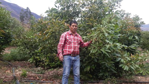 Rigoberto Canales es agricultor ayacuchano de palta. Exporta a Europa y China.