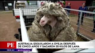 Australia: oveja salvaje fue encontrada después de cinco años con 35 kilos de lana